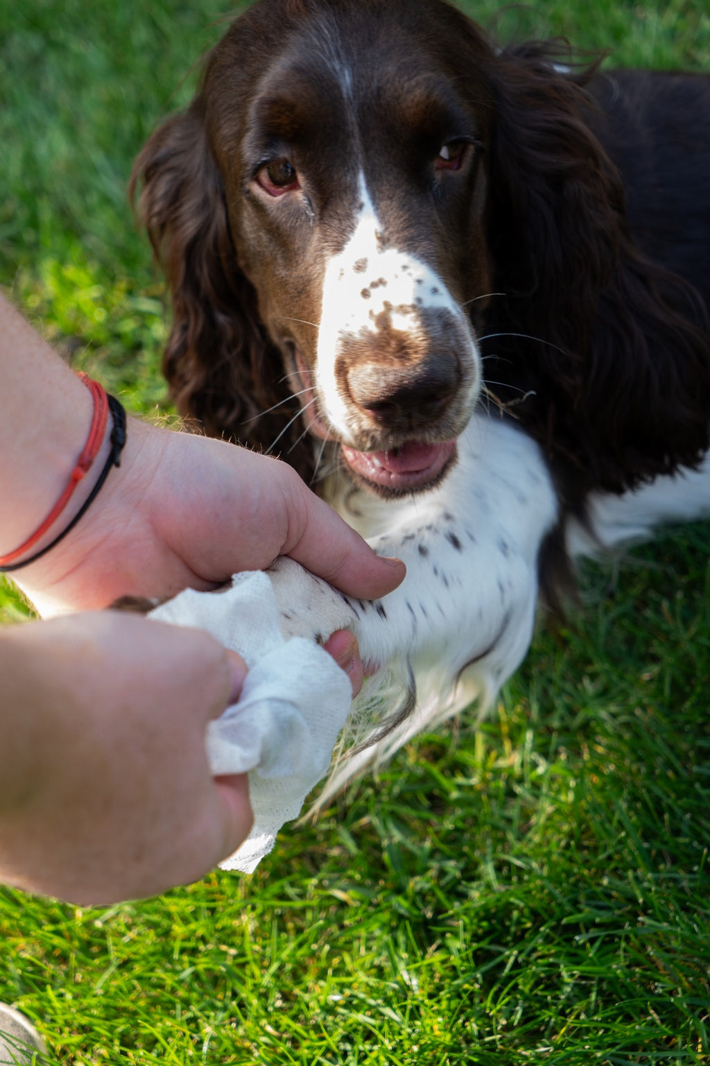 NAPKIN GO PET Ready-to-Use Single-Use Moistened Wipe for Pets